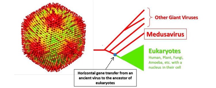 virut1